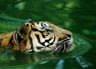 Malaysia: Wussten Sie schon, dass …?