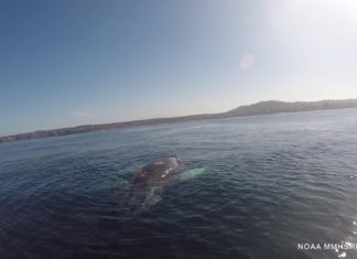 SeaWorld’s Rescue Team rettet Buckelwal vor San Diego!