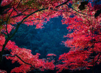 TOURLIEBHABER mischt Reiseszene 2020 auf