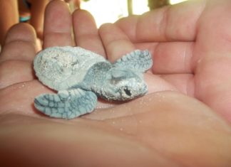 SeavisTours unterstützt die Schildkrötenaufzuchtstation auf Saona