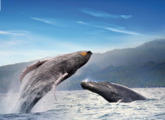 Dominikanische Republik wählt den Jubiläums-Walflüsterer 2020!