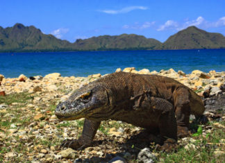 1.000 US-Dollar Eintritt für Komodo-Nationalpark ab Januar 2021 – Insel Rinca ist von dieser Regelung ausgeschlossen
