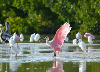 The Beaches of Fort Myers & Sanibel: Zugvögeln in den Süden folgen