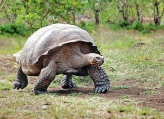 Einzigartige Natur, einzigartiges Erlebnis – Galapagos erleben!