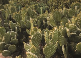 Bizarr und wunderschön: Arizonas Botanik