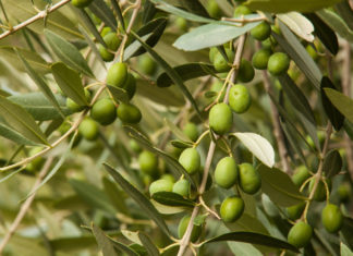 Rosé, Tartini und Ironman: Veranstaltungen, für die sich in diesem Jahr eine Reise nach Portorož & Piran lohnt