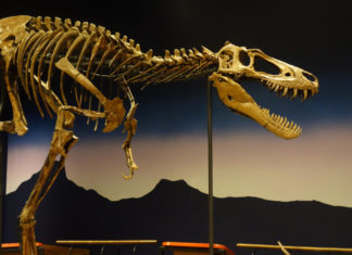 Rockfords berühmte Fossilien und Dinosaurier aus dem Burpee Museum