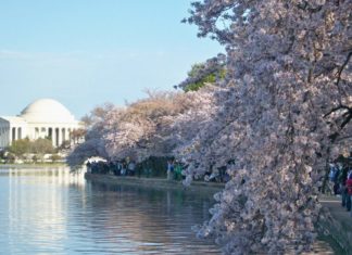 Washington: Mit den Kirschblüten zieht der Frühling ein