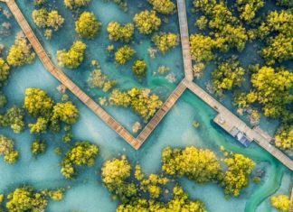 Abu Dhabi-Stadt: Neuer Mangrovenwanderweg ab sofort für die Öffentlichkeit zugänglich