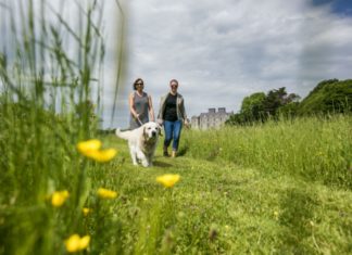 Mit Hund nach Irland: Was zu beachten ist