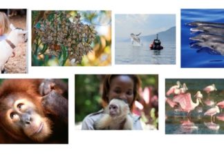 Tierische Urlaubs-Begegnungen: Auf „Du und Du“ mit Alligator, Orang-Utan, Rentier und Co.