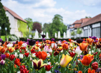 Wo 180.000 Tulpen & Krokusse blühen – Frühlingserwachen im Gräflicher Park Health & Balance Resort in Bad Driburg