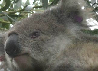 Hilfsprojekte für Koalas und andere Tiere in Not in Victoria auch nach den Bränden – Tourismus ist jetzt enorm wichtig!