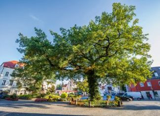 Oberpfälzer Wald: Der Natur auf der Spur
