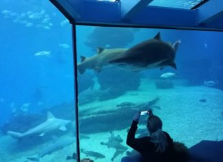 Big Blue im Palma Aquarium: Tiefstes Haifischbecken Europas