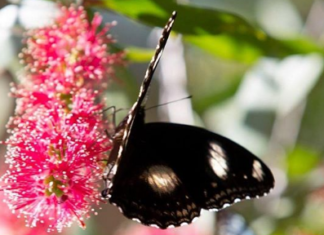 Schmetterlingsinvasion in Queensland!