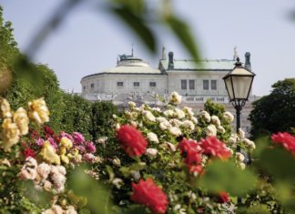 Vergiss-mein-nicht: Frühling in Wien