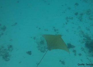 Was für ein Glücksmoment: Extrem seltener Adlerrochen am Great Barrier Reef gesichtet