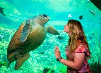 SeaWorld, Busch Gardens und Discovery Cove öffnen ihre Pforten Verstärkte Hygienemaßnahmen und Online-Reservierung