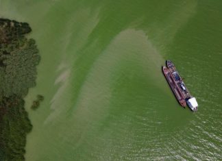 Zuviel Algen im westlichen Plattensee!