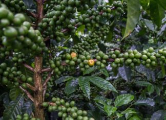 Wo der Kaffee wächst: Genussreise durch Zentralamerika