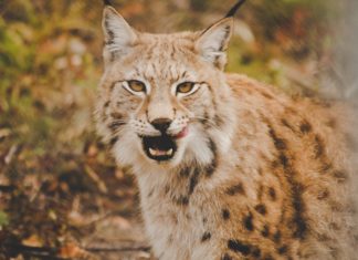 Vom Hermelin bis zum Hirsch – Die fantastischen Tierwesen des Harzes