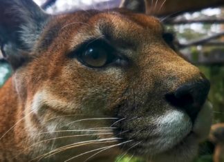 Atemberaubende Wasserfälle und Artenvielfalt Costa Ricas in La Paz Waterfalls Gardens entdecken