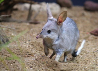 In Australien kommt zu Ostern kein Hase, sondern ein Bilby