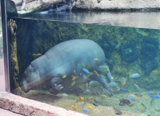 Teneriffa: Der Loro Parque in Pandemiezeiten