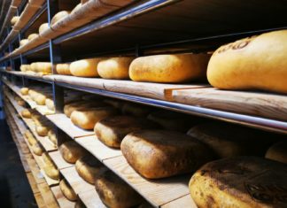 Menorca – Viele Kühe und guter Käse!