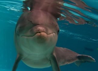 Name gesucht für geretteten Baby-Delfin