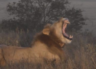 Südafrika Safaris sicher und eindrucksvoll erleben