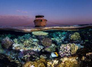 Schon gewusst? Fünf überraschende Fakten über The Red Sea