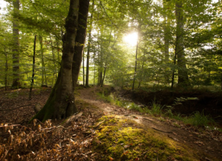 Neuer Erlebnisführer „Entdecken. Erleben. Genießen“ gibt Ausflugs- und Tourentipps für die Südpfalz