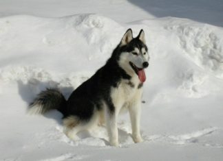 Skifahren mit Hunden