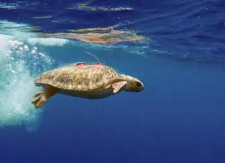Mehr als 18.000 Kilometer in drei Jahren: Satelliten-Sender des TUI Turtle Aid Programms verfolgen Reisen der Meeresschildkröten im Mittelmeer