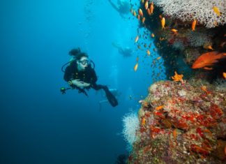 Tierischer Spaß in den JA Resorts & Hotels