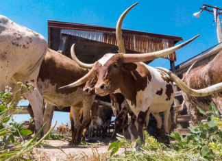 Country: Lebensart in Texas?