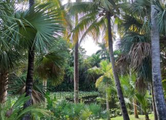 Paddelnd vorbei an Mega-Yachten und rund um eine hundertjährige Plantage