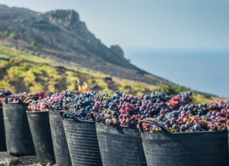 Leckeres Quintett auf La Palma