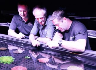 In Cairns geht die weltweit erste Biobank für lebende Korallen in Betrieb