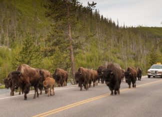 Nicht so nah ans Bison!