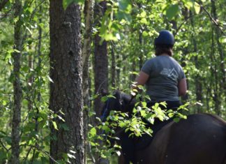 Reittouren in Levi / Nordfinnland im Sommer!