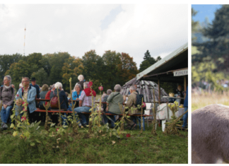 18. Albstädter Schäferfest legt Wert auf Brauchtum und Naturschutz – Auf der Schwäbischen Alb sind die Schafe los