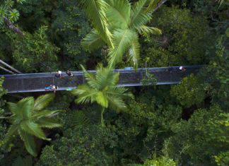 Neues Hologramm-Erlebnisim ältesten Urwald der Welt