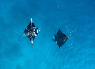 Die Welt der Mantarochen entdecken