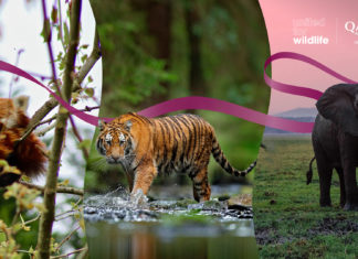 Qatar Airways kooperiert mit United for Wildlife