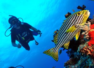 Mantarochen, Schildkröten und Riffhaie – Tauchparadies Raa Atoll