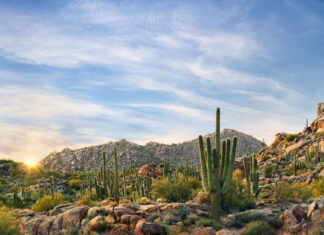 Die Sonora-Wüste als Allerheilmittel