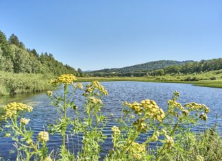 Landromantik Hotel Oswald: Grüner Glow & Flower Power im Bayerischen Wald